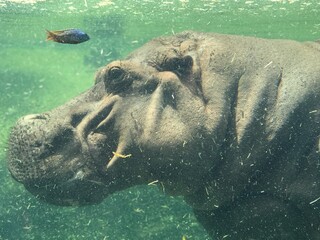 hippopotamus in water