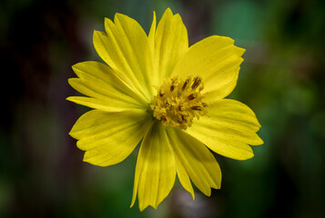 Yellow Flower. This flower is the size of a quarter. I used focus stacking to create the final image.