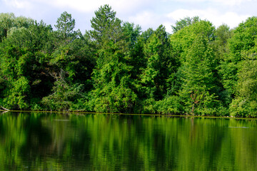 Fototapeta na wymiar Beautiful reflection of green trees in water