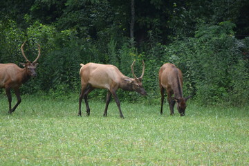 elk in field 