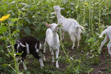Young goats eat sunflowers in the sunflower field
