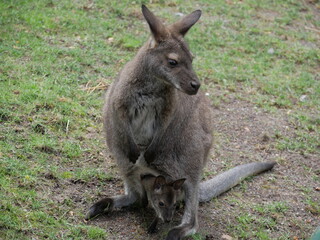 Naklejka na ściany i meble Kangaroo mit Baby