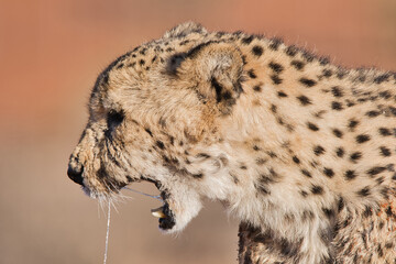 closeup of cheetah. Africa. Namibia. Cheetah head.