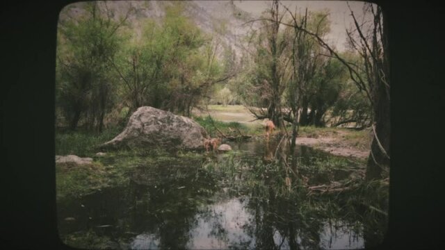 A white-tailed deer doe family crossing the creek, Yosemite National Park, California USA. Vintage Film Look. 