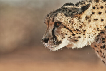 closeup of cheetah. Africa. Namibia. Cheetah head.