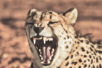 closeup of cheetah. Africa. Namibia. Cheetah head.