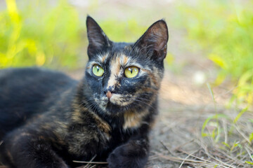 Black and brown stray cat with green eyes.