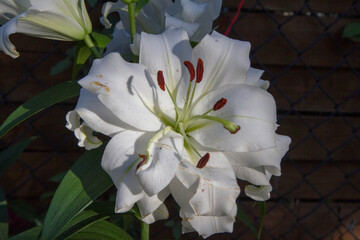 White lily flower blooming in close