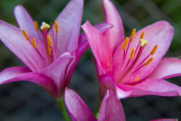 Pink lily flower blooming in close up
