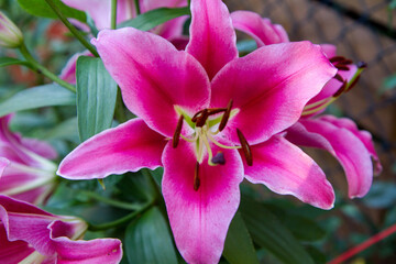 Fototapeta na wymiar Pink lily flower blooming in close up