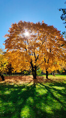 sunshine yellow autumn trees in park