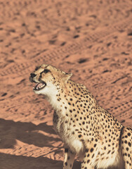 closeup of cheetah. Africa. Namibia. Cheetah head.