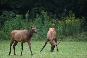 elk in field