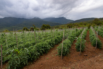 Fototapeta na wymiar Cultivo de tomate