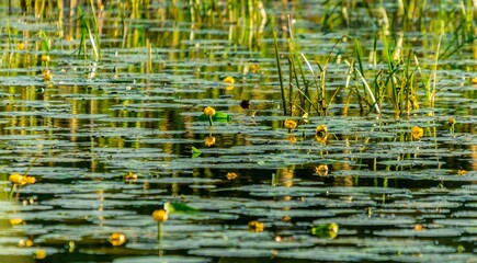 Krajobrazy rośliny i zwierzęta