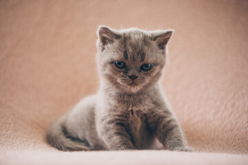 Obraz premium british kitten. Animal. Kitten. Cat. 