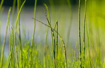 Krajobrazy rośliny i zwierzęta
