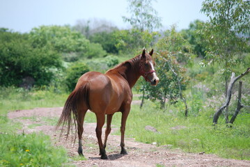 horse in the ranch