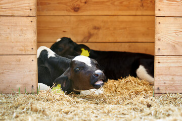 young small calf. baby cow lying on straw at wooden house. animal farm concept.