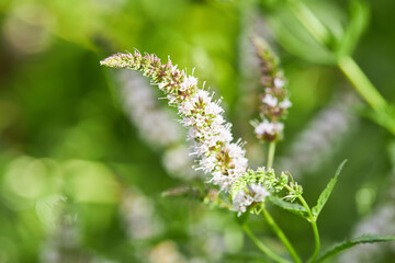 blooming mint herb. herbal medicine. ingredient and spice for food.