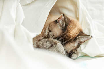 domestic tabby cat sleeping on a white fabric. domestic animals. relax concept