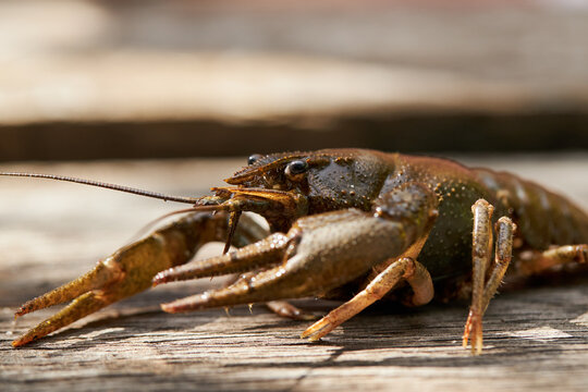 astacus astacus crayfish. european tradition nourishment ingredient. river animal.