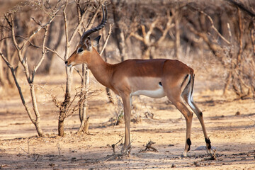 impala antelope