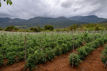 Cultivo de tomate