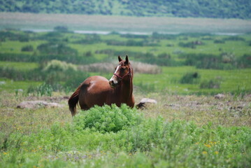 horse grazing in the meadow