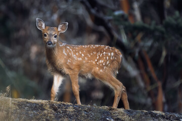Spotted young black-tailed deer fawn in summer