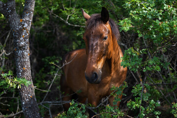 Portrait of a brown horse in a thicket of green bushes with selective focus and blurred background
