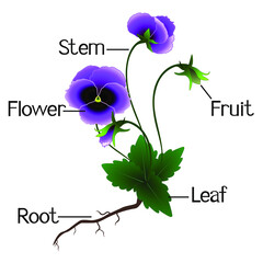 Structure of the violets flowers.