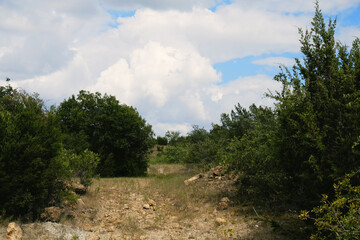 Fototapeta na wymiar Rural North Texas landscape during summer with clouds in sky.