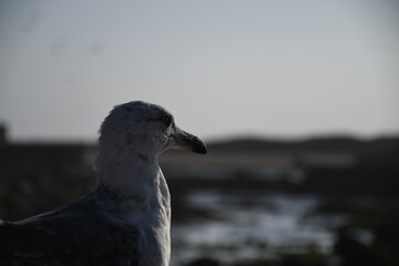 Graue Möve auf Natursteinmauer