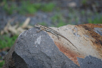 lizard on rock