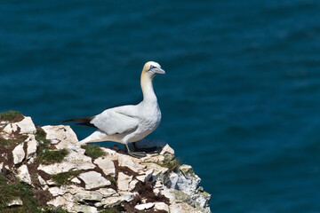 Gannet on the edge