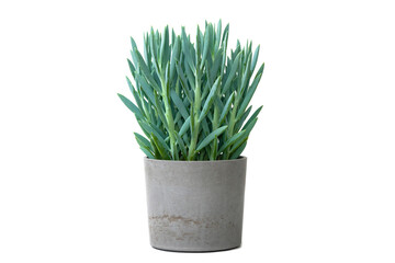 Curio ficoides or mount everest plant in concrete pot isolated on white background. House plant....