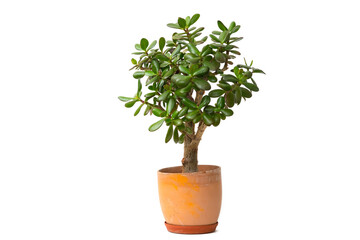 Succulent jade plant also money tree or tree of luck in ceramic pot isolated on white background