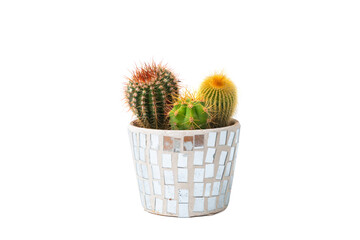 Three types of cactus plant in one pot isolated on white background. House plant. Nobody