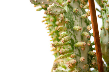 Close up of Opuntia monacantha - coat cactus isolated on white background. House plant. Nobody