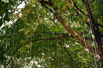 Fototapeta premium Green leaves on tree branches with hanging Christmas lights