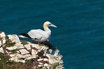 Gannet on the edge