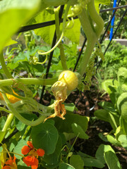 Beginning of pumpkin planting