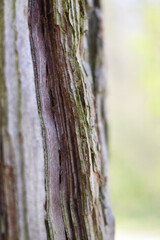 Rinde von Mammutbaum