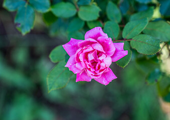 pink flower in garden