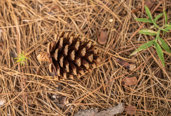 close up of pine cone