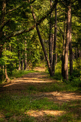 path in the woods