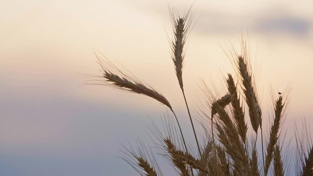 Close-up wheat spikelets, ripe ears and evening sky on background. Wheat spike trembling in wind. Colorful blue and orange sky, golden hour