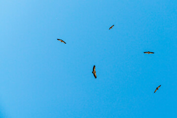 Griffon vultures circling the clear sky