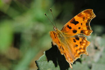 Borboleta de cores laranja, castanho, preto, pousada numa folha